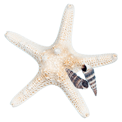 Starfish and Shells